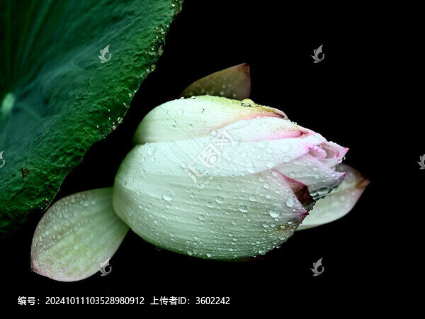 雨露滋潤的荷花花苞