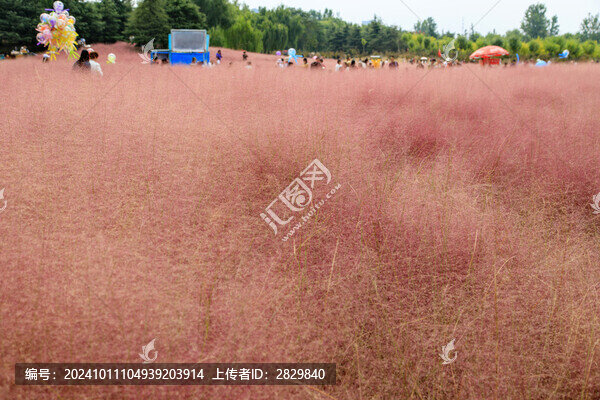 粉黛亂子草
