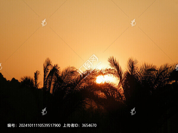 夕陽(yáng)鐵杉