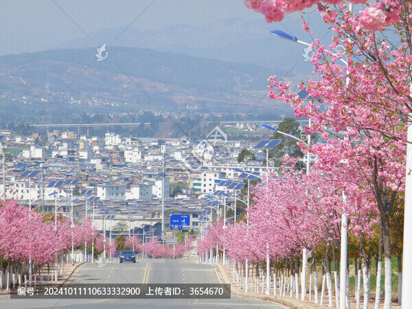 櫻花