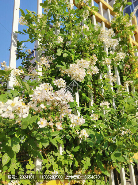 綠植與鮮花