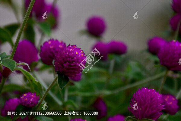 野花
