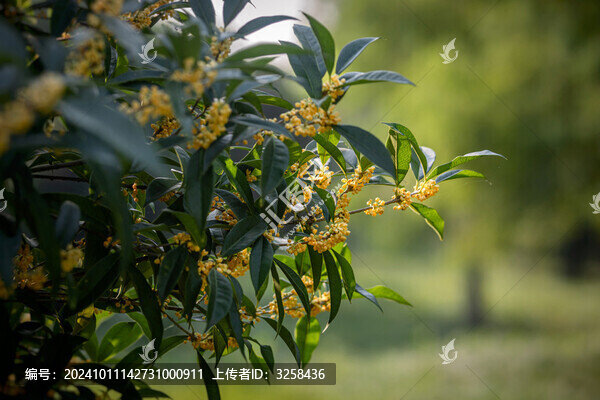 唯美的桂花特寫