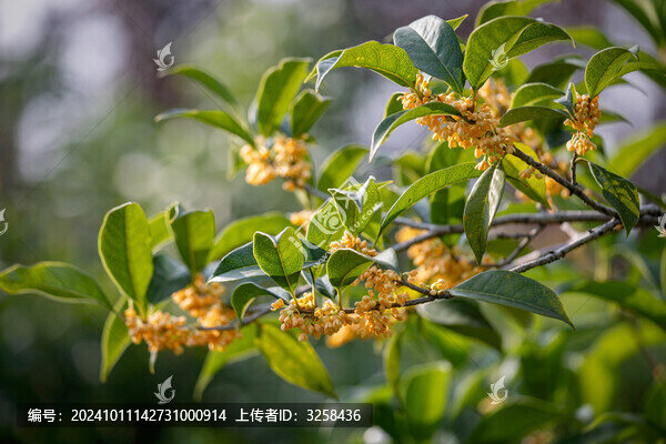 桂花特寫