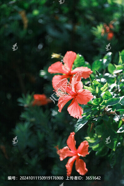 扶桑花