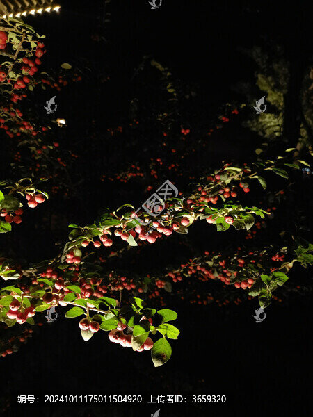 夜之花
