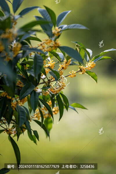 盛開的桂花樹