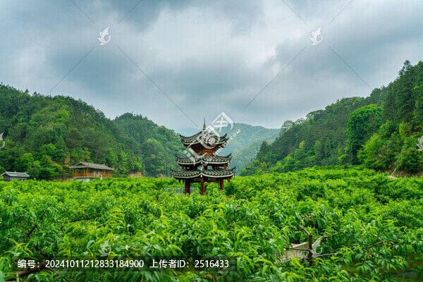 芋頭桃林風(fēng)光