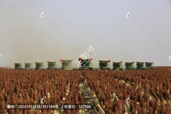 秋收紅高糧顆粒歸倉收割機作業(yè)