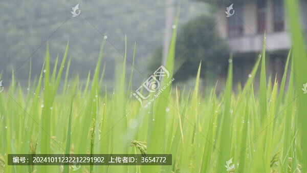 稻田中的水滴
