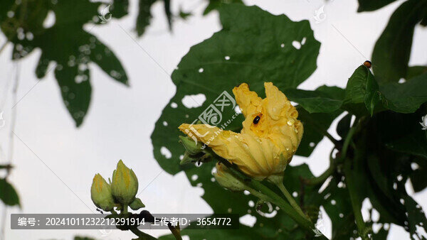 絲瓜花