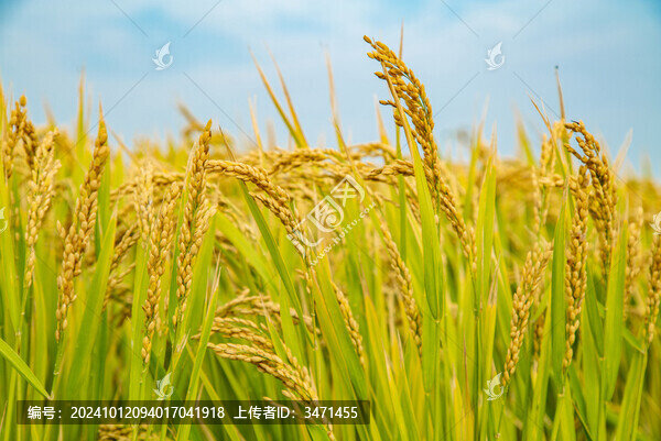 稻田
