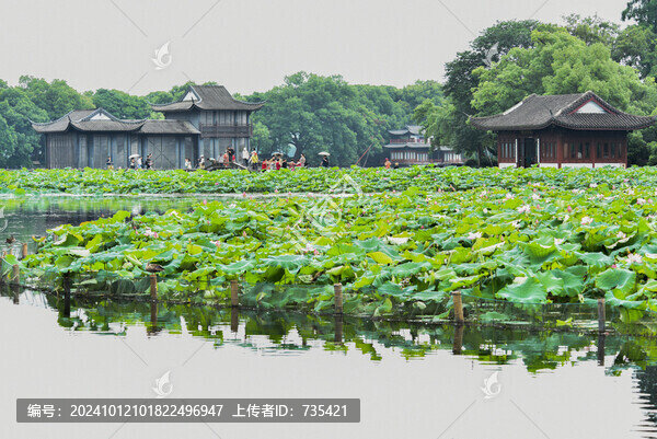 荷花風(fēng)光