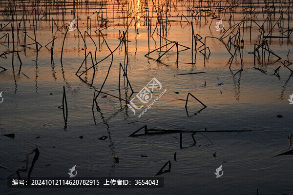 大明湖殘荷