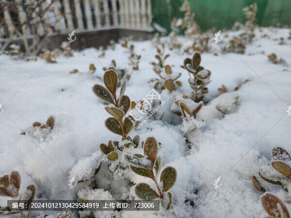 積雪覆蓋小葉黃楊