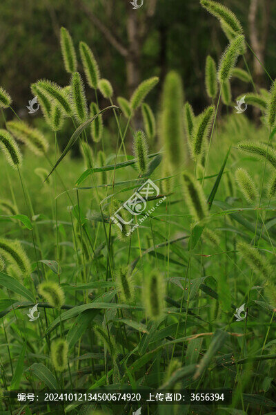 狗尾巴草