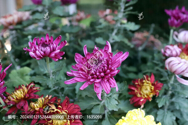 國慶節(jié)日壇公園菊花展紫繡球