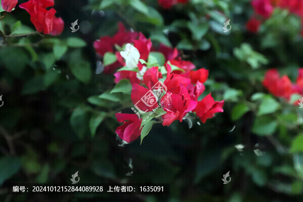 三角梅
