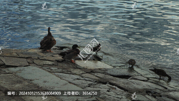 北京北海公園鴨子
