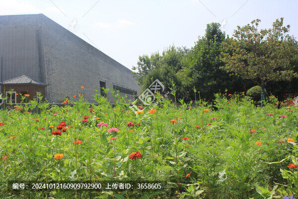 小雛菊花海