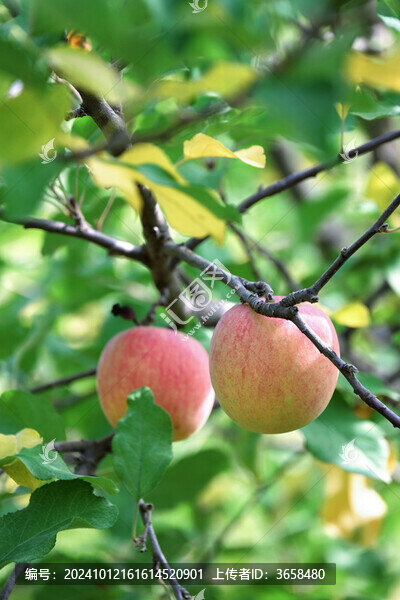 黃河石林龍灣紅富士蘋(píng)果