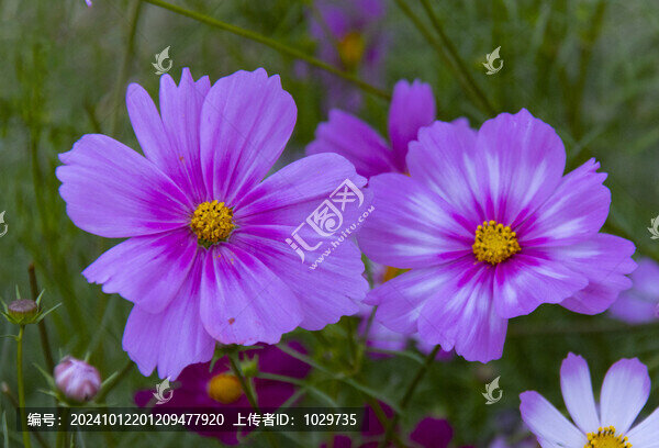 格?；? title=