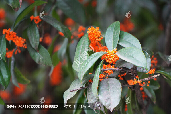 桂花盛開