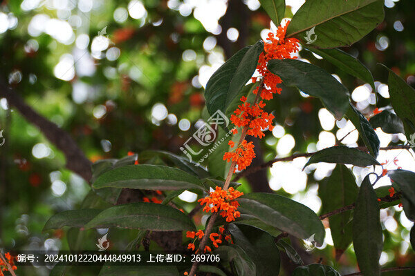 桂花