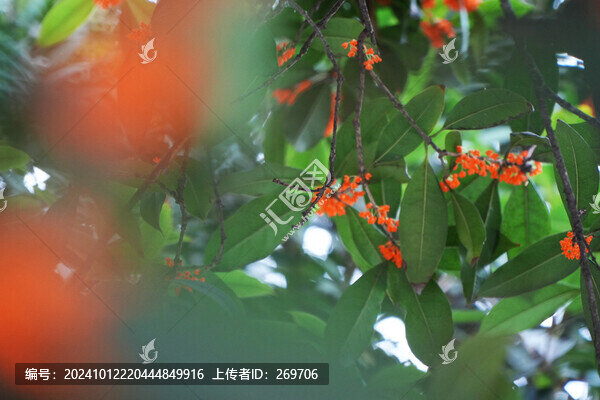 桂花