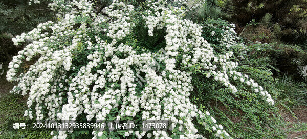 繡線菊