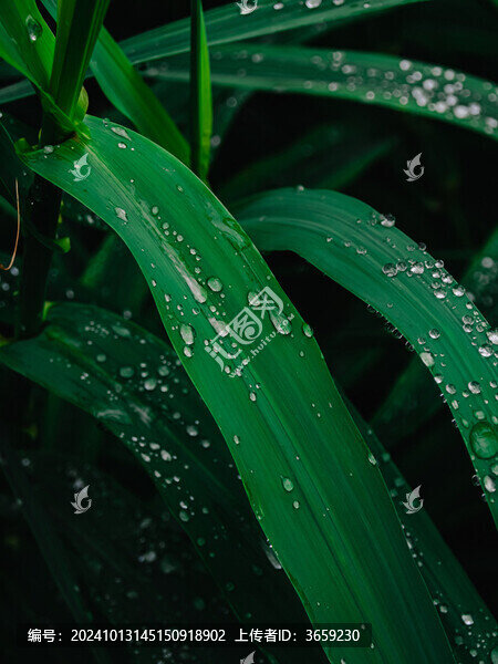 雨滴