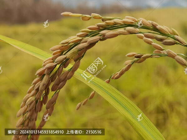 一串成熟的稻米穗特寫