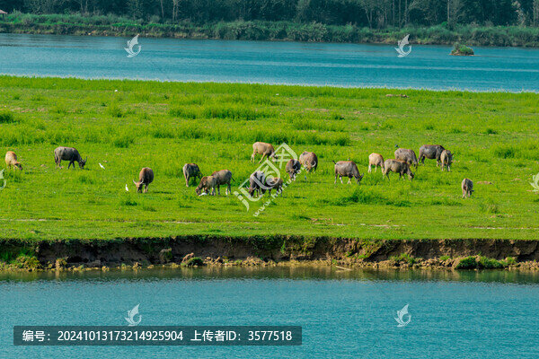 牧牛圖