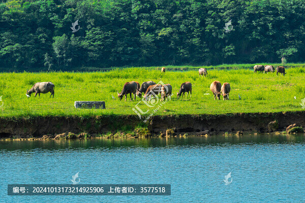 牧牛圖