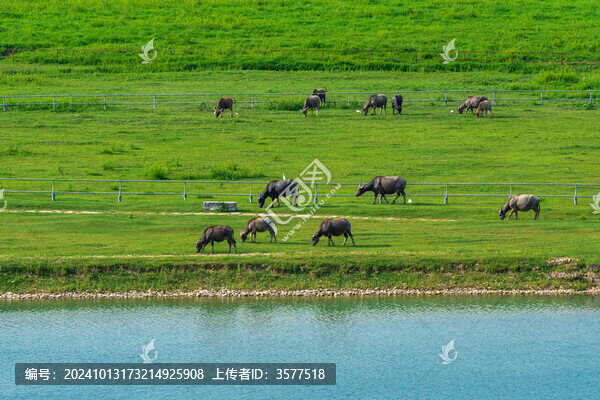 牧牛圖