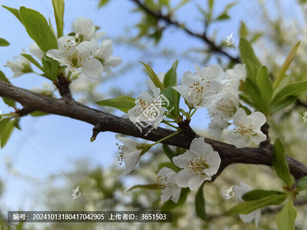 桃花桃樹