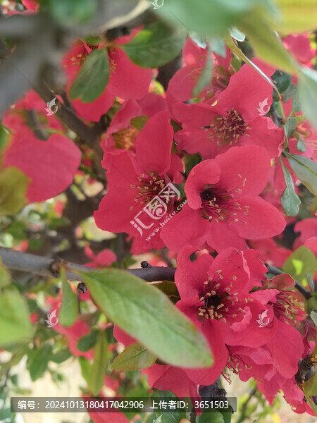 紅色桃花