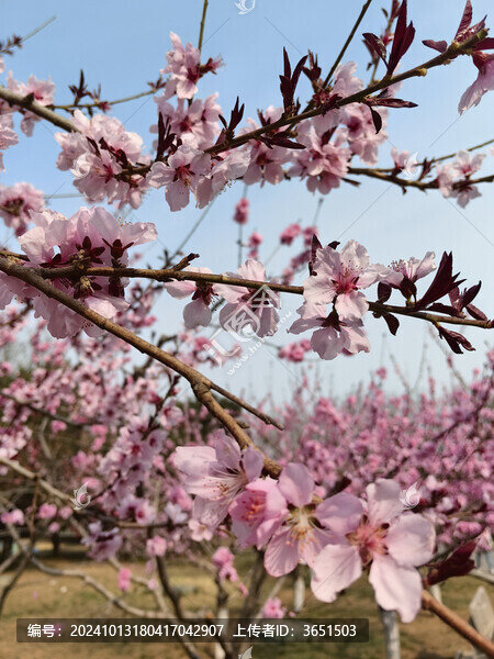 桃樹桃花