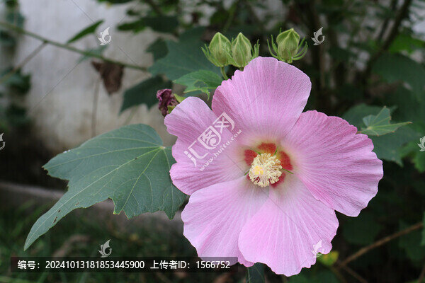 木芙蓉