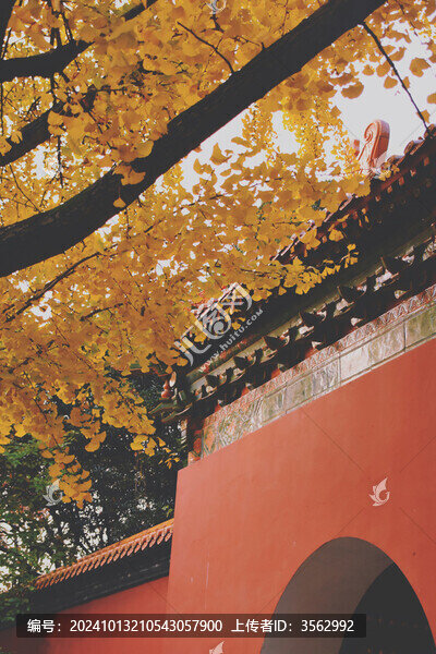 南京明孝陵絕美秋景銀杏與紅墻