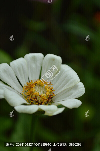 萬壽菊