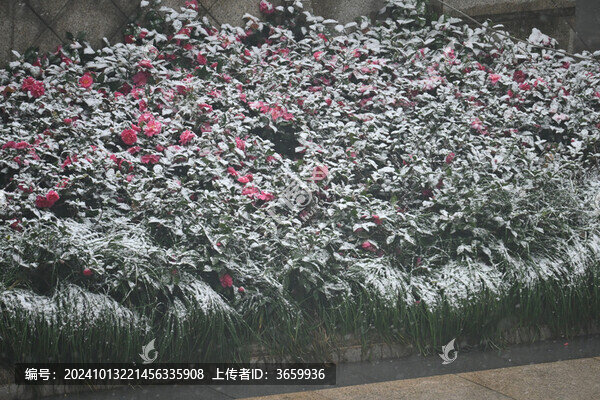 雪景