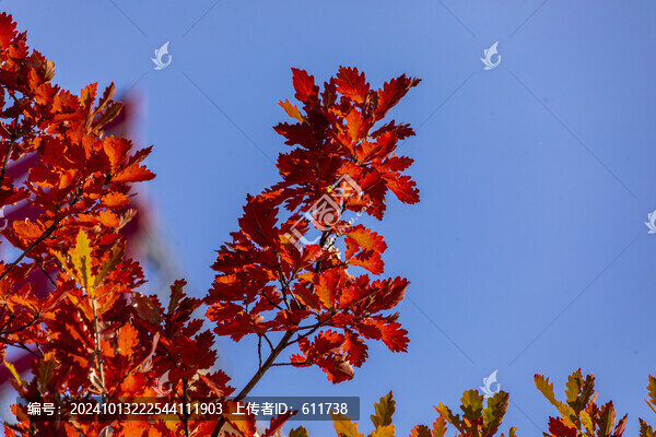 紅葉