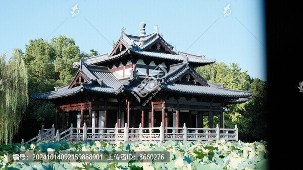 以荷葉為前景的湖州飛英公園夏季