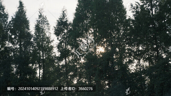 森林中陽光透過樹木的低角度視圖