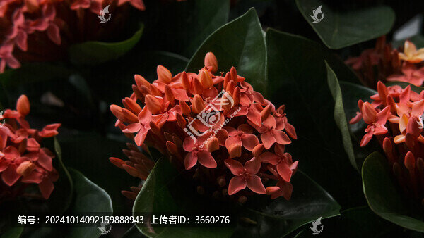 粉紅色開花植物特寫鏡頭