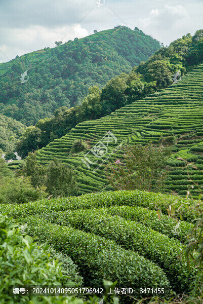綠茶