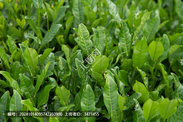 西湖龍井茶