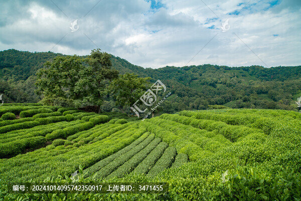 杭州龍井茶園