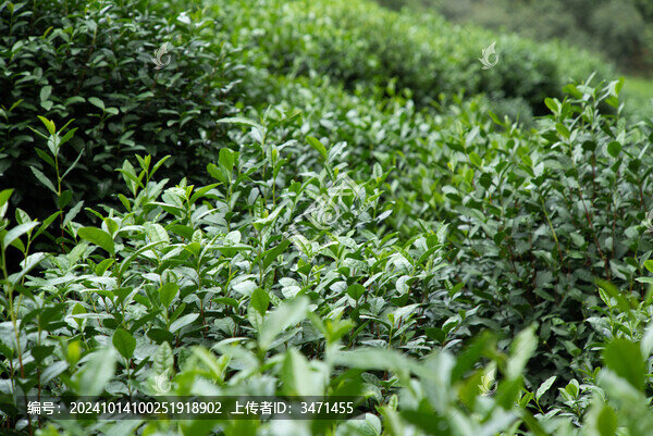 龍井茶基地